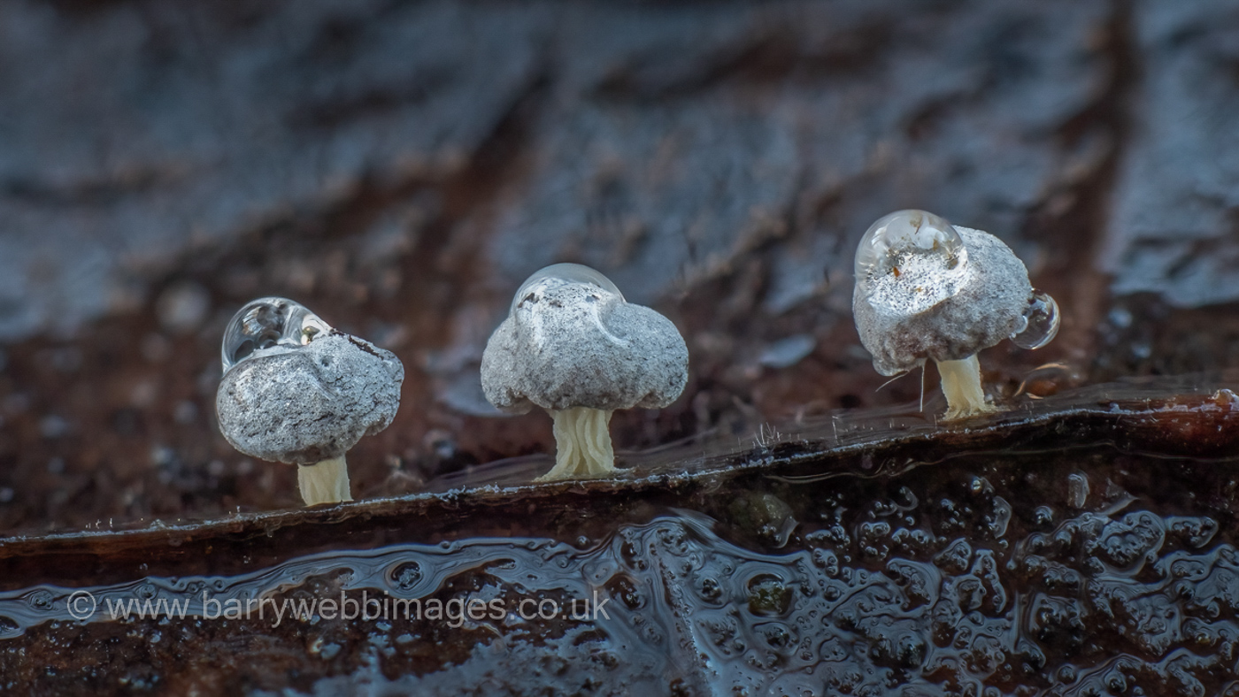 Photo by Barry Webb Didymium squamulosum by Barry Webb